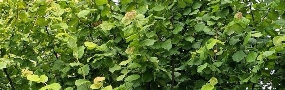 Corylus banner 2